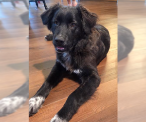Great Pyrenees-Unknown Mix Dogs for adoption in Brooklyn Center, MN, USA