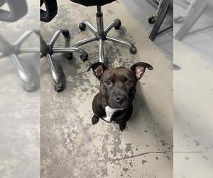 American Boston Bull Terrier Dogs for adoption in Tallahassee, FL, USA