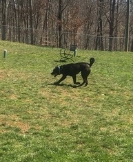 Bullmasador Dogs for adoption in Harrisville, WV, USA