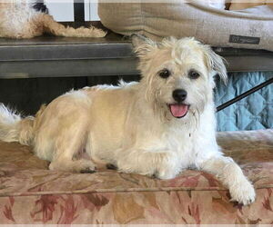 Mutt Dogs for adoption in Boonton, NJ, USA