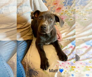 Mutt Dogs for adoption in Rockaway, NJ, USA