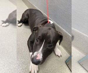 American Pit Bull Terrier-Unknown Mix Dogs for adoption in Las Vegas, NV, USA