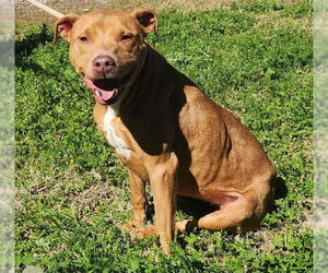 American Pit Bull Terrier-Unknown Mix Dogs for adoption in Wetumpka, AL, USA