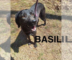 Labrador Retriever Dogs for adoption in Woodbury, NY, USA