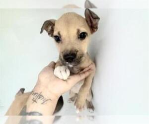 Staffordshire Bull Terrier-Unknown Mix Dogs for adoption in Houston, TX, USA