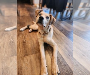 Mountain Cur-Unknown Mix Dogs for adoption in New London, WI, USA
