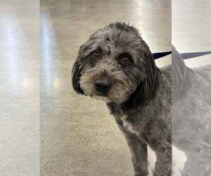Mutt Dogs for adoption in Turlock, CA, USA