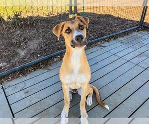 German Shepherd Dog-Unknown Mix Dogs for adoption in Orange, CA, USA