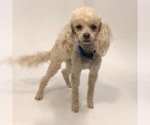 Poodle (Miniature) Dogs for adoption in Show Low, AZ, USA