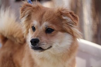 Medium Photo #1 Pomeranian-Unknown Mix Puppy For Sale in Yardley, PA, USA