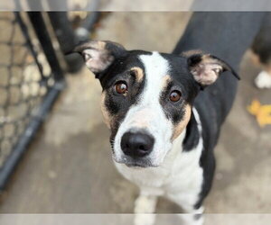 Border Collie-Unknown Mix Dogs for adoption in Tulsa, OK, USA