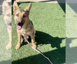 German Shepherd Dog Dogs for adoption in HESPERIA, CA, USA