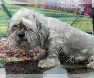 Lhasa Apso-Unknown Mix Dogs for adoption in Moreno Valley, CA, USA