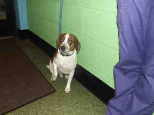 Beagle Dogs for adoption in Murfreesboro, TN, USA