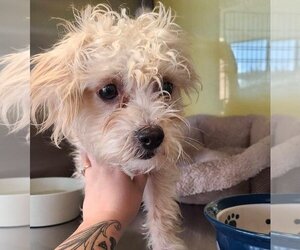 Maltipoo Dogs for adoption in Rockwall, TX, USA