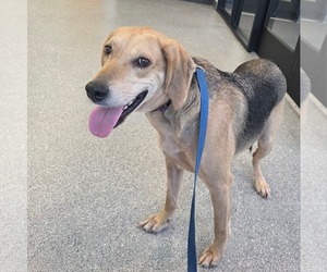 Mutt Dogs for adoption in Iroquois, IL, USA