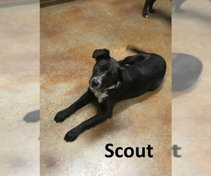 Borador Dogs for adoption in Mountain View, AR, USA