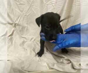 Boxer-Unknown Mix Dogs for adoption in Modesto, CA, USA