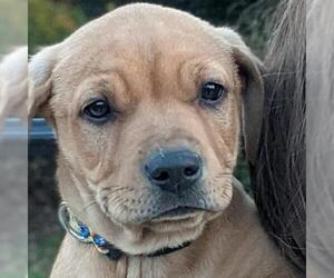 Mastiff Dogs for adoption in Helena, AL, USA