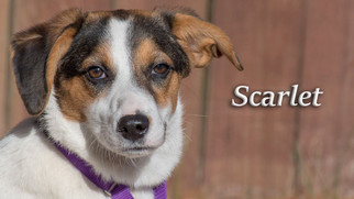 Medium Photo #1 Beagle-Collie Mix Puppy For Sale in Wilmington, DE, USA