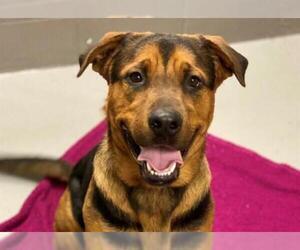 Shepweiller Dogs for adoption in Norfolk, VA, USA