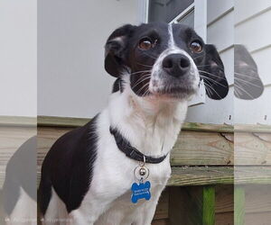 Cheagle Dogs for adoption in Waterloo, IA, USA