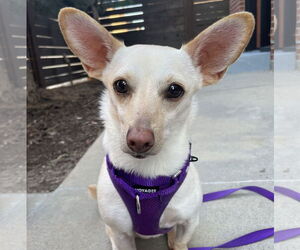 Chihuahua Dogs for adoption in Brooklyn Center, MN, USA