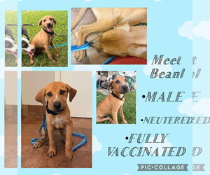 American Pit Bull Terrier-Labrador Retriever Mix Dogs for adoption in Oakhurst, NJ, USA
