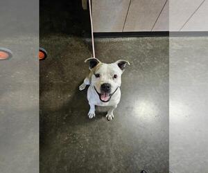 Staffordshire Bull Terrier-Unknown Mix Dogs for adoption in Rockwall, TX, USA