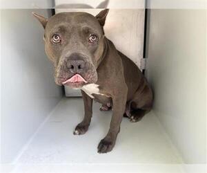 American Pit Bull Terrier Dogs for adoption in Houston, TX, USA