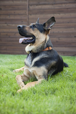 German Shepherd Dog Dogs for adoption in Coppell, TX, USA