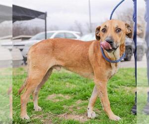 Labrador Retriever-Unknown Mix Dogs for adoption in Waco, TX, USA