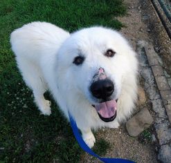 Great Pyrenees Dogs for adoption in Pacolet, SC, USA