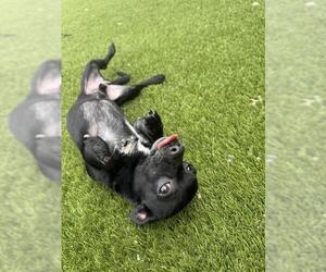 Chihuahua Dogs for adoption in Toronto, Ontario, Canada