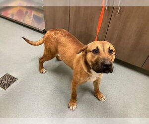 German Shepherd Dog-Unknown Mix Dogs for adoption in Baytown, TX, USA