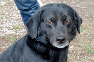Labbe Dogs for adoption in Mountain Home, AR, USA