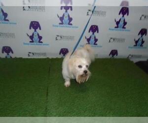 Shih Tzu Dogs for adoption in Orlando, FL, USA