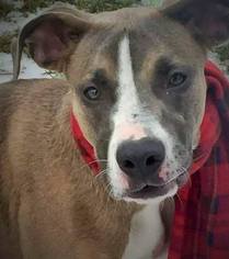 Great Dane Dogs for adoption in Clarkston, MI, USA