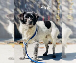 Spaniel-Unknown Mix Dogs for adoption in East Derry, NH, USA