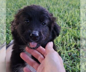 Shollie Dogs for adoption in Lakewood, CO, USA