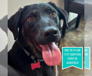Labrador Retriever-Unknown Mix Dogs for adoption in Boston, MA, USA