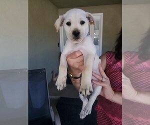 Boxer-Catahoula Leopard Dog Mix Dogs for adoption in Escondido, CA, USA