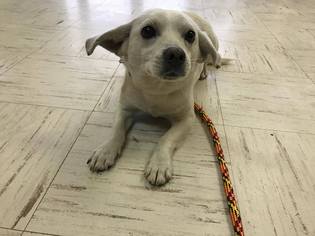 Chiweenie Dogs for adoption in Beckley, WV, USA