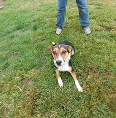 Collie-Jack Russell Terrier Mix Dogs for adoption in Trenton, MO, USA