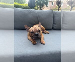 French Bulldog Dogs for adoption in Brights Grove, Ontario, Canada