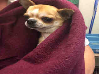 Chihuahua Dogs for adoption in Sugar Land, TX, USA