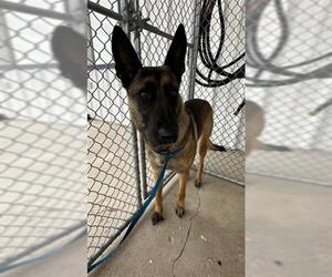 Mutt Dogs for adoption in Bakersfield, CA, USA