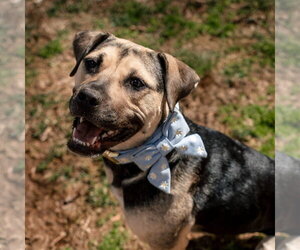 Mutt Dogs for adoption in Chester, NJ, USA