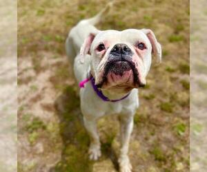 Boxer Dogs for adoption in Aurora, CO, USA