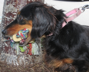 Dachshund Dogs for adoption in Livonia, MI, USA